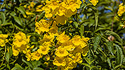 162: 913753-yellow-flowers.jpg