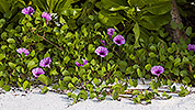 195: 914093-pink-beach-flowers.jpg