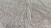 197: 914130-crab-tracks-in-the-sand.jpg