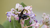 205: 914195-black-carpenter-bee-on-flower.jpg