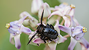 206: 914196-black-carpenter-bee-on-flower.jpg