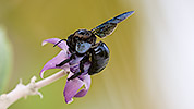 208: 914201-black-carpenter-bee-on-flower.jpg