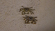226: 914900-crabs-at-night-from-Hard-Rock-bridge.jpg