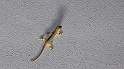 230: 914941-gecko-at-Marina-island.jpg
