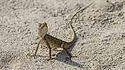 234: 914951-lizard-posing.jpg