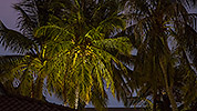 251: 915193-palms-in-lamp-light.jpg