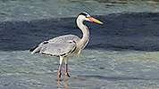 31: 912879-grey-heron-in-shallow-water-in-front-of-shoal.jpg