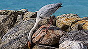 39: 912962-grey-heron-searches-nesting-material.jpg