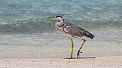 42: 913124-grey-heron-walks-along-waterline-in-front-of-shoal.jpg