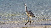 54: 913782-grey-heron-in-shallow-water-looks-to-me.jpg