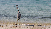 56: 913807-grey-heron-at-waterline-watching-the-shoal.jpg