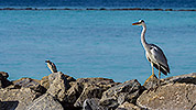 61: 913881-grey-heron-and-mangrove-heron-on-rock.jpg