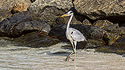 72: 913913-grey-heron-posing-at-the-waterline.jpg
