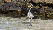 74: 913924-grey-heron-posing-at-the-waterline.jpg