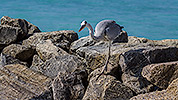 86: 913999-grey-heron-walks-on-rocks.jpg