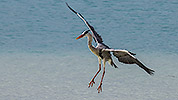 100: 914164-grey-heron-landing-in-the-beach.jpg