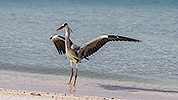 104: 914169-grey-heron-landing-in-the-beach.jpg