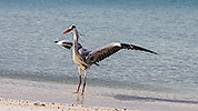 105: 914170-grey-heron-landing-in-the-beach.jpg