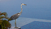 129: 914280-portrait-grey-heron-after-drinking-in-the-pool.jpg