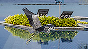 132: 914288-portrait-grey-heron-flys-over-the-pool.jpg