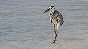 138: 914355-grey-heron-walks-in-shallow-water.jpg