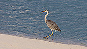 142: 914506-grey-heron-walks-along-the-waterline.jpg