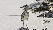 147: 914976-grey-heron-in-the-beach.jpg