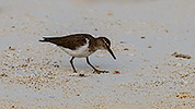 50: 912512-common-sandpiper-eating-a-tiny-crab.jpg