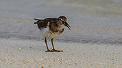 55: 912531-common-sandpiper-eating-a-tiny-crab.jpg