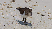 93: 914773-common-sandpiper-walking-in-the-beach.jpg
