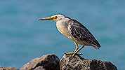  Mouse click starts the Maldives-2022-striated-herons tour 