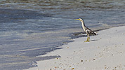 19: 913033-bright-striated-heron-in-the-beach.jpg