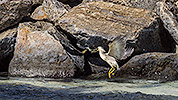 29: 913104-bright-striated-heron-flys-with-fish.jpg