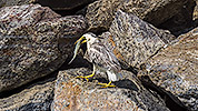 30: 913108-bright-striated-heron-landed-with-fish.jpg
