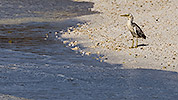 43: 913760-bright-striated-heron-in-the-beach.jpg