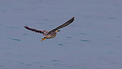 66: 914306-Mangrovenreiher-striated-heron-flying.jpg