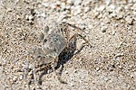 15: 025515-beach-crab.jpg