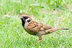31: 025618-sparrow.jpg
