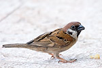 32: 025627-sparrow.jpg