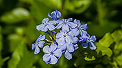 22: 433642-blue-phlox-flowers.jpg
