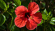 23: 433644-red-hibiscus.jpg