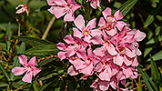 34: 433664-pink-flowers.jpg
