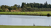 36: 433666-seabirds-in-the-golf-course.jpg
