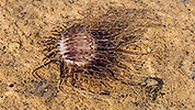 50: 433693-sea-anemone.jpg