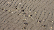 56: 433701-track-of-seagulls-and-water-in-the-sand.jpg