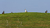 67: 433713-ducks-and-seagull-in-golf-course.jpg