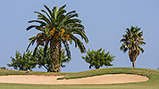 101: 433852-palms-in-golf-course.jpg