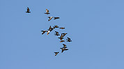 102: 433867-flying-doves.jpg