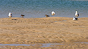 119: 433946-common-snipes-seagulls-Bekassine-Moewen.jpg