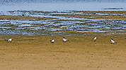 123: 433952-terns-Seeschwalben.jpg
